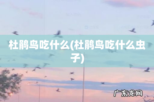 杜鹃鸟吃什么虫子 杜鹃鸟吃什么