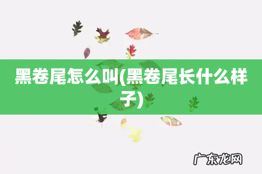 黑卷尾长什么样子 黑卷尾怎么叫