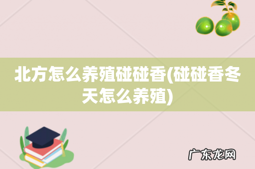 碰碰香冬天怎么养殖 北方怎么养殖碰碰香