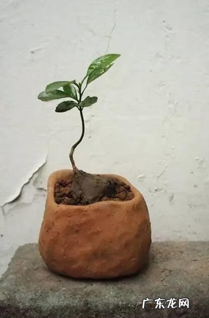 花盆坏了还能用吗风水 花盆裂开对风水有影响吗