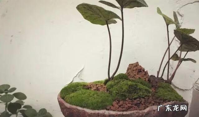 花盆坏了还能用吗风水 花盆裂开对风水有影响吗