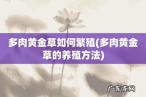 多肉黄金草的养殖方法 多肉黄金草如何繁殖