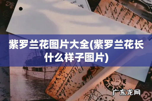 紫罗兰花长什么样子图片 紫罗兰花图片大全