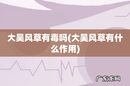 大吴风草有什么作用 大吴风草有毒吗