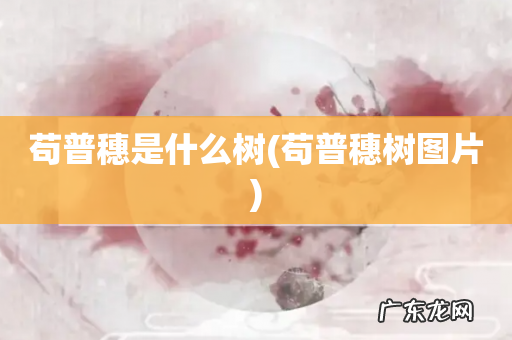 苟普穗树图片 苟普穗是什么树