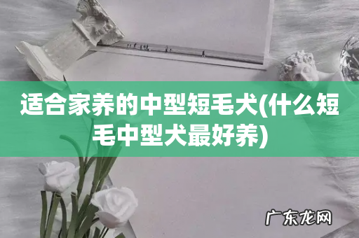 什么短毛中型犬最好养 适合家养的中型短毛犬