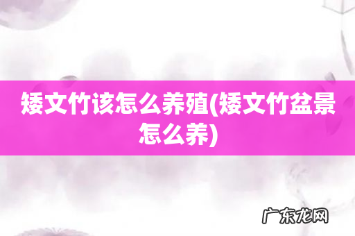 矮文竹盆景怎么养 矮文竹该怎么养殖