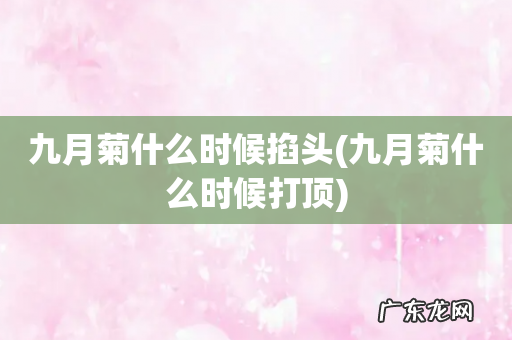 九月菊什么时候打顶 九月菊什么时候掐头