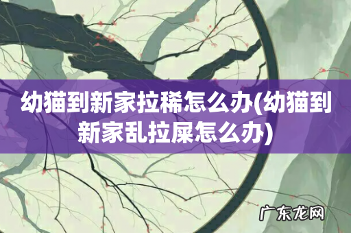 幼猫到新家乱拉屎怎么办 幼猫到新家拉稀怎么办