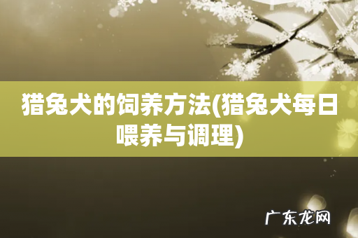 猎兔犬每日喂养与调理 猎兔犬的饲养方法