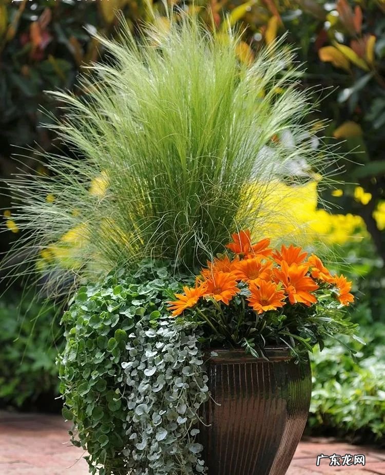 庭院种什么花草风水好 种什么草最好