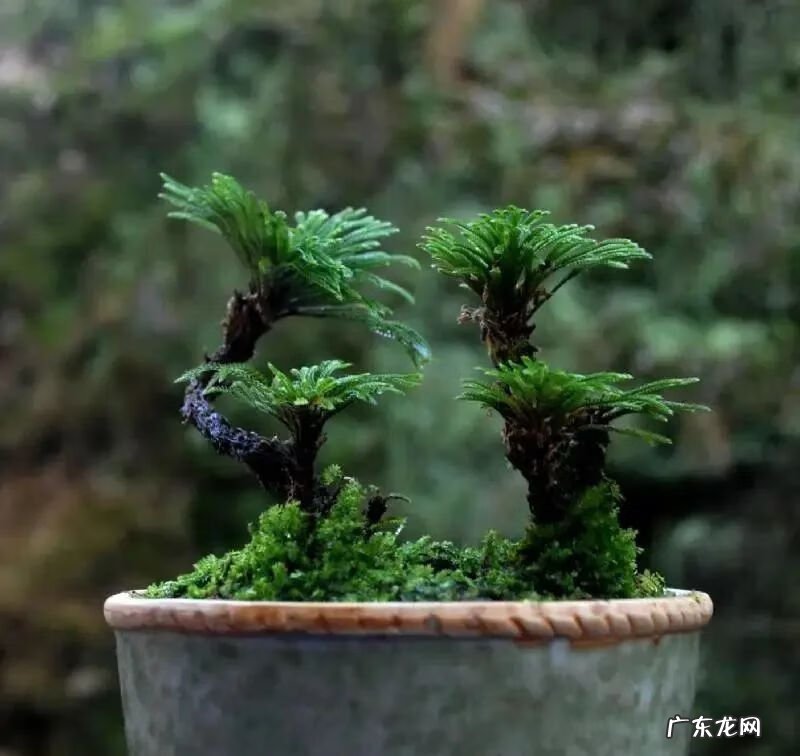 庭院种什么花草风水好 种什么草最好