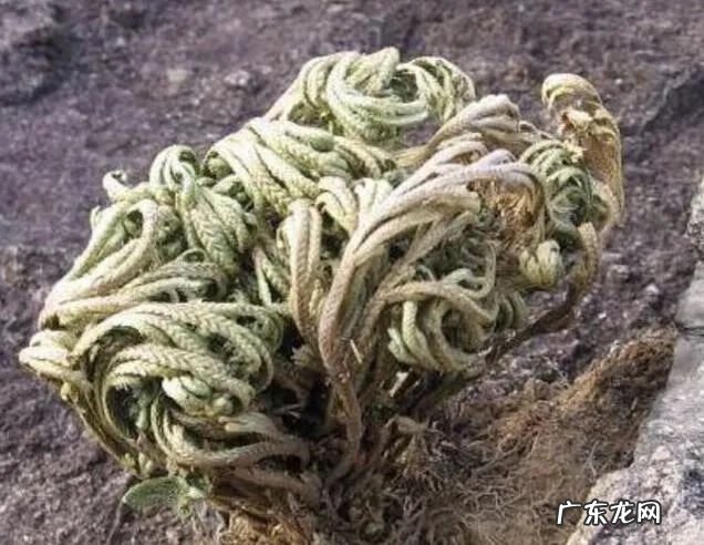 庭院种什么花草风水好 种什么草最好