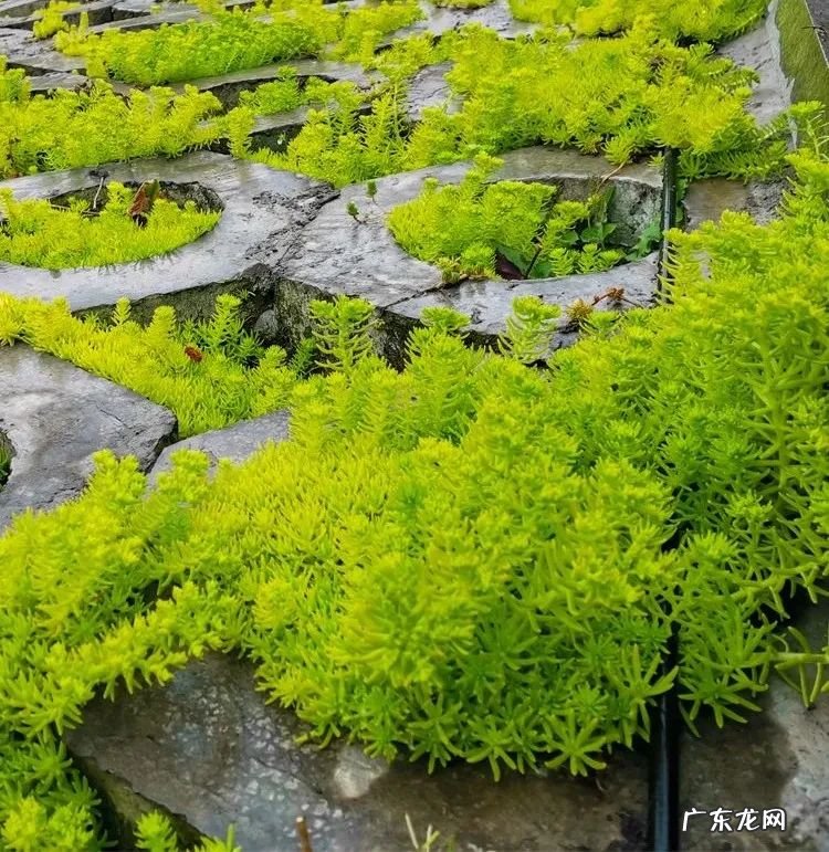 庭院种什么花草风水好 种什么草最好