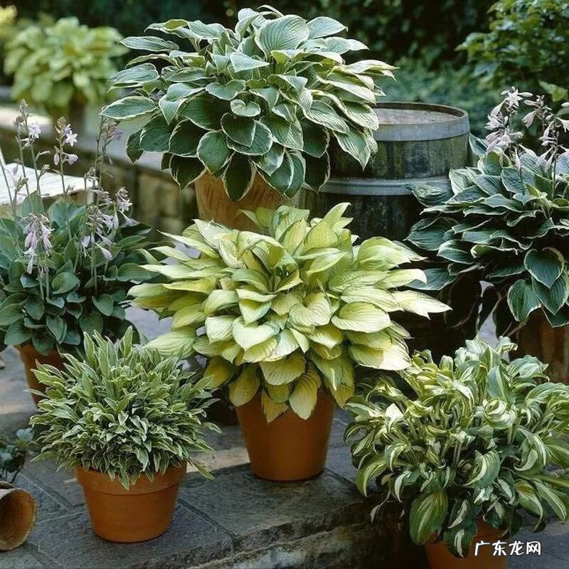 庭院种什么花草风水好 种什么草最好