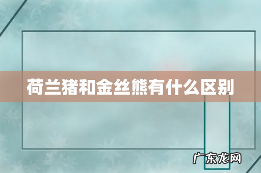 荷兰猪和金丝熊有什么区别