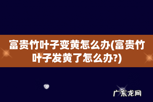 富贵竹叶子发黄了怎么办? 富贵竹叶子变黄怎么办