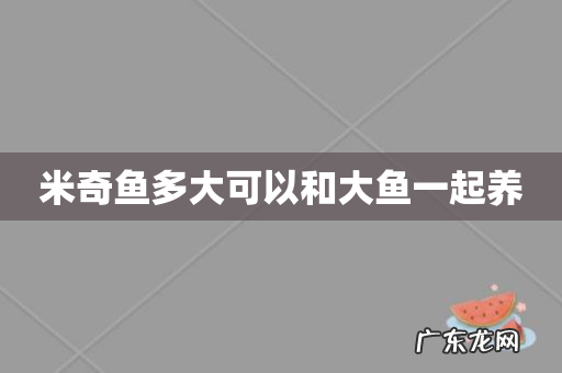 米奇鱼多大可以和大鱼一起养