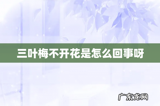 三叶梅不开花是怎么回事呀