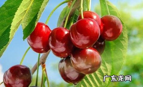 胃病不能吃的五种水果 胃不好吃什么水果养胃