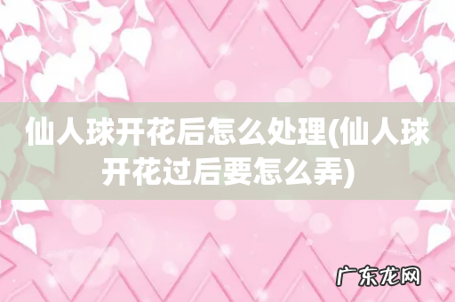 仙人球开花过后要怎么弄 仙人球开花后怎么处理
