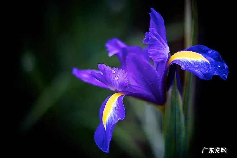 紫花地丁 紫丁香风水