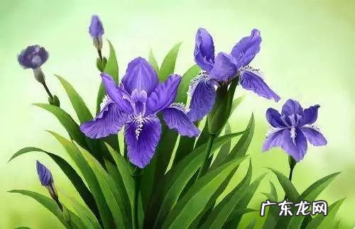 紫花地丁 紫丁香风水