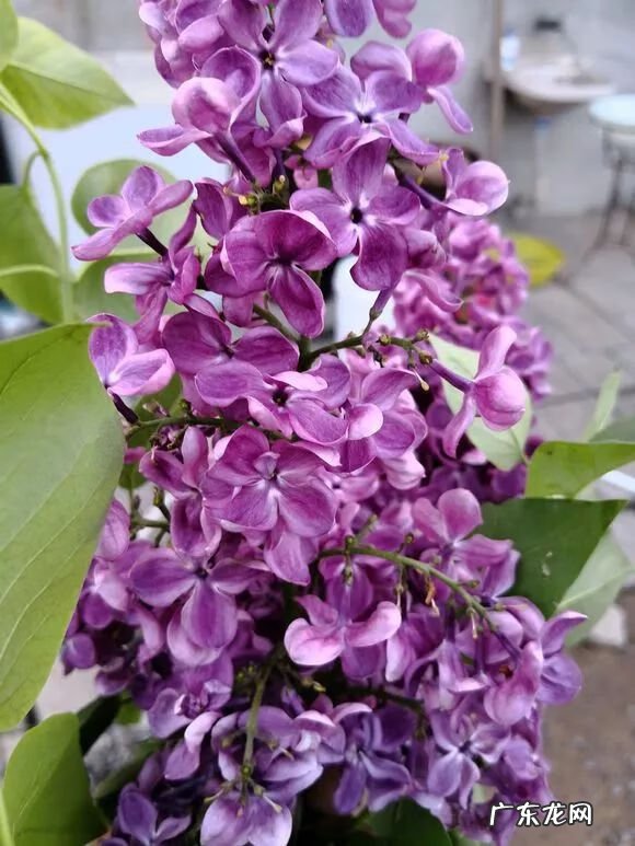 紫花地丁 紫丁香风水