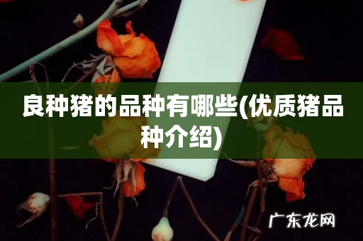 优质猪品种介绍 良种猪的品种有哪些