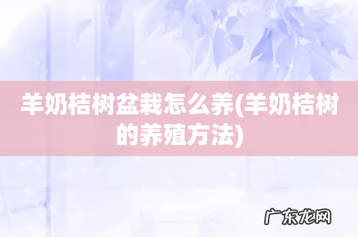 羊奶桔树的养殖方法 羊奶桔树盆栽怎么养