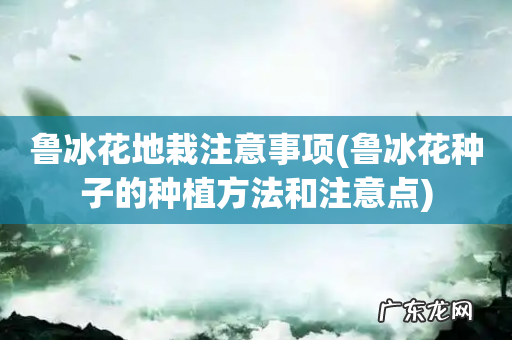 鲁冰花种子的种植方法和注意点 鲁冰花地栽注意事项