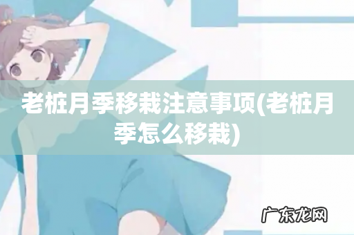 老桩月季怎么移栽 老桩月季移栽注意事项