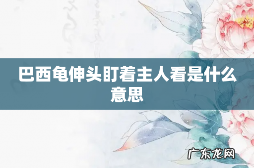 巴西龟伸头盯着主人看是什么意思