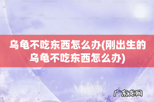 刚出生的乌龟不吃东西怎么办 乌龟不吃东西怎么办