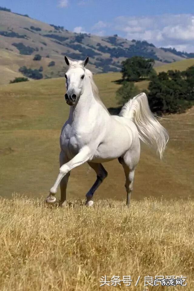 养狗有什么风水 养狗需要看风水吗