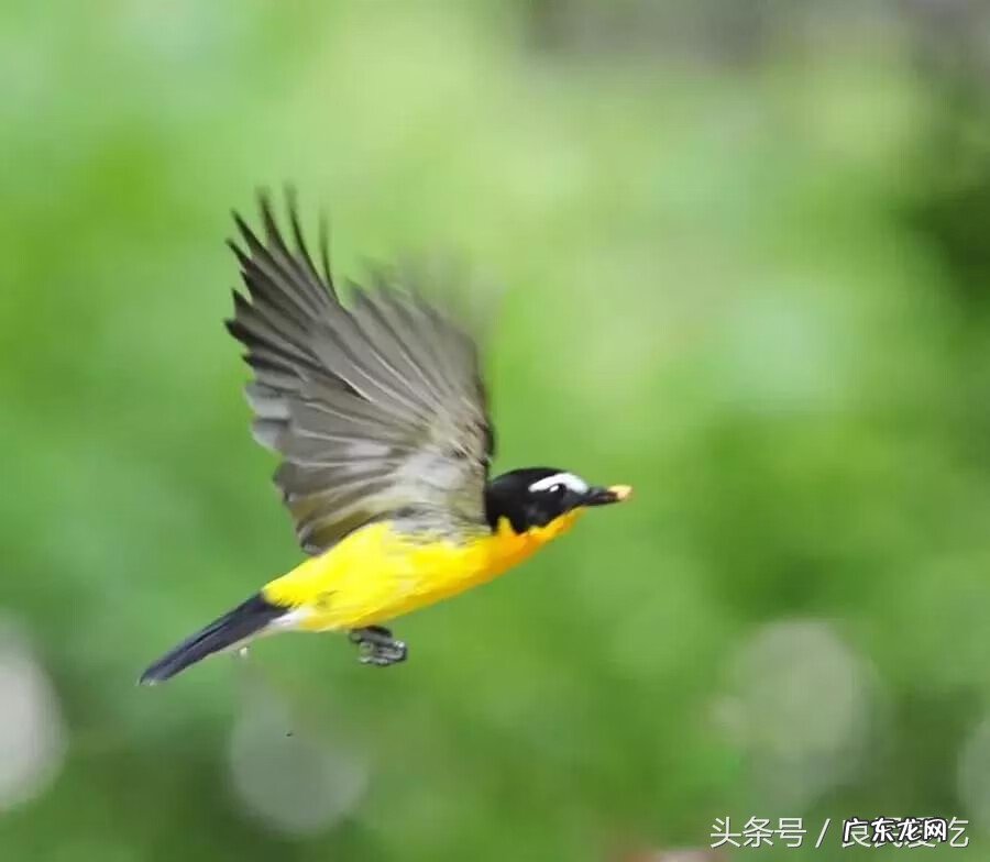 养狗有什么风水 养狗需要看风水吗