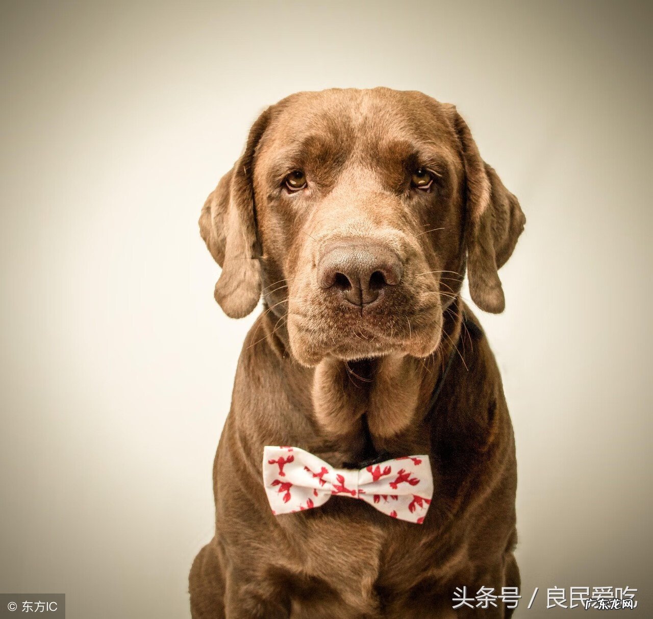 养狗有什么风水 养狗需要看风水吗