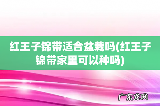 红王子锦带家里可以种吗 红王子锦带适合盆栽吗