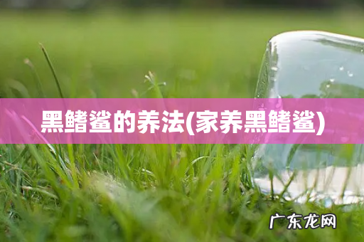 家养黑鳍鲨 黑鳍鲨的养法