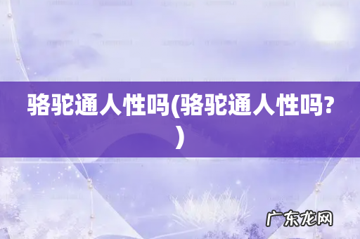 骆驼通人性吗? 骆驼通人性吗