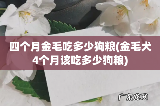 金毛犬4个月该吃多少狗粮 四个月金毛吃多少狗粮