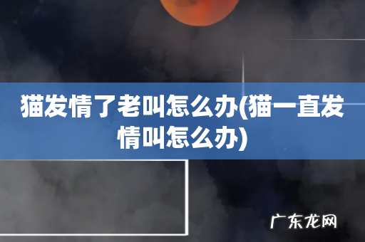 猫一直发情叫怎么办 猫发情了老叫怎么办