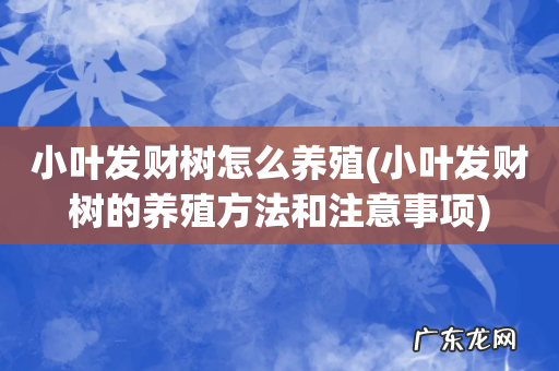 小叶发财树的养殖方法和注意事项 小叶发财树怎么养殖