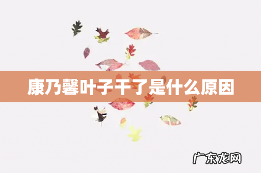 康乃馨叶子干了是什么原因