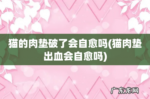 猫肉垫出血会自愈吗 猫的肉垫破了会自愈吗