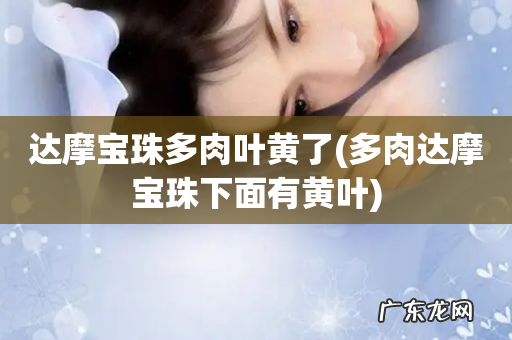 多肉达摩宝珠下面有黄叶 达摩宝珠多肉叶黄了