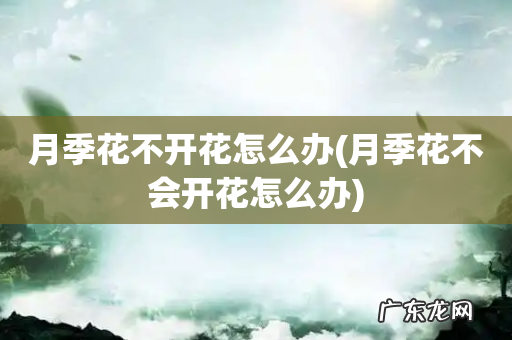 月季花不会开花怎么办 月季花不开花怎么办