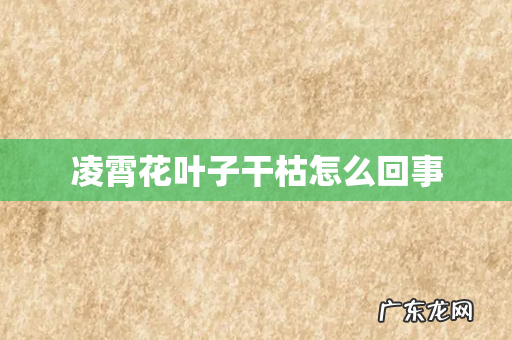 凌霄花叶子干枯怎么回事