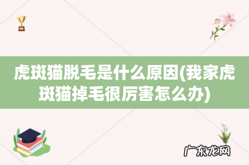 我家虎斑猫掉毛很厉害怎么办 虎斑猫脱毛是什么原因