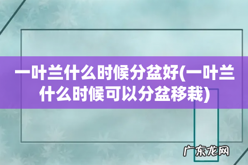一叶兰什么时候可以分盆移栽 一叶兰什么时候分盆好